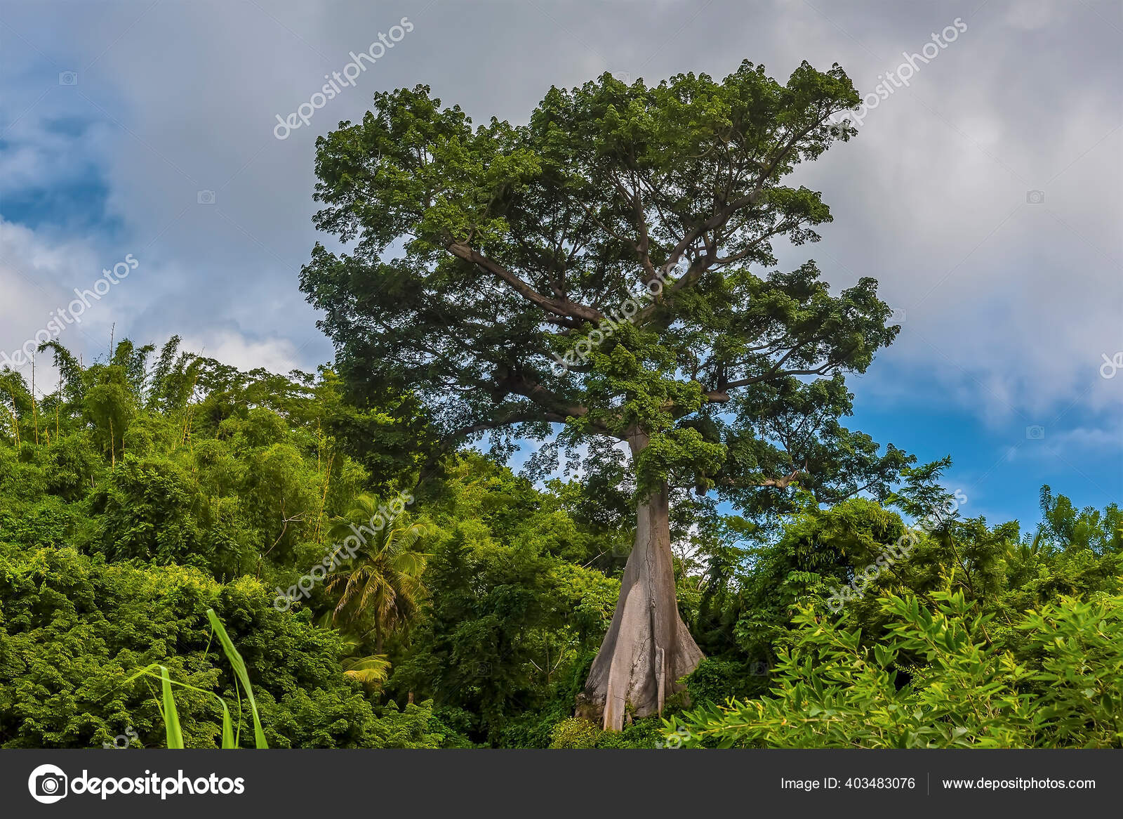 Ceiba pentandra images libres de droit, photos de Ceiba pentandra |  DepositPhotos, image size:1600x1166