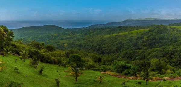 St. Lucia 'daki Castries' e doğru bir orman manzarası.
