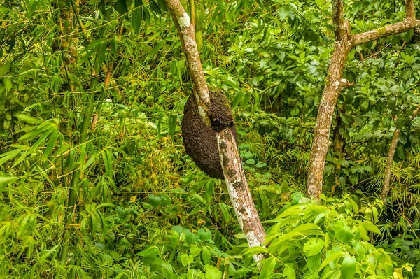 Een Uitzicht Van Termieten Nestelend Een Boom Grenada — Stockfoto