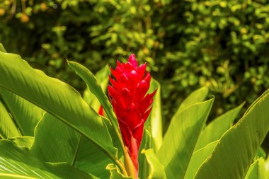 Grenada ormanında tomurcuklanan bir Ginger Lily çiçeği manzarası
