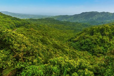 Grenada 'daki Grand Etang Gölü' nün yakınındaki orman tepe örtüsü manzarası