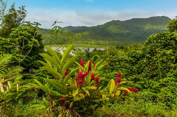 Pohled Zázvorovou Květinu Lily Před Břehy Jezera Grand Etang Grenadě — Stock fotografie