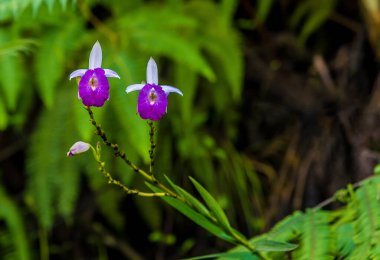 Martinique yağmur ormanlarında yetişen mor bir orkide.