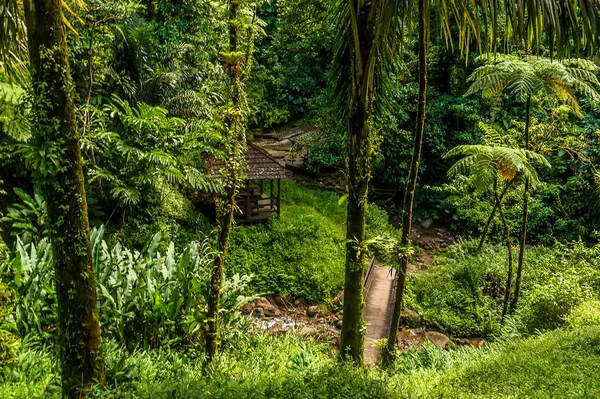 Pohled Cestu Vedoucí Vodopádu Gendarme Deštném Pralese Martiniku — Stock fotografie