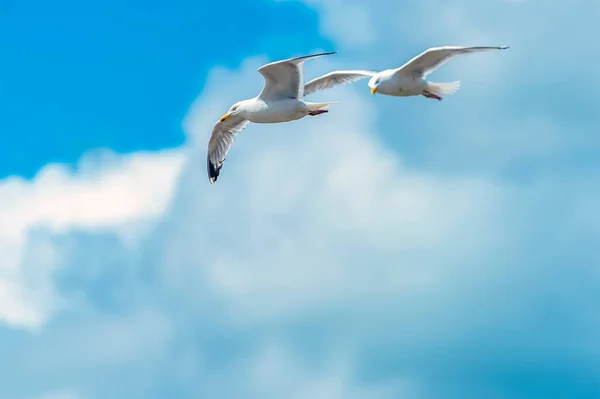 Una Gaviota Plomo Alto Playa Pendine Sands Gales Verano — Foto de Stock