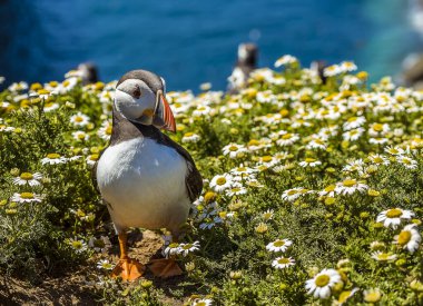 Yaz başında bir martı, Skomer Adası 'nda (Atlantik Martıları için üreme alanı) papatyalarda dolaşır.