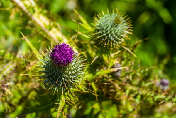 Brote Cardo Púrpura Isla Skomer Caldo Cultivo Para Los Frailecillos — Foto de Stock