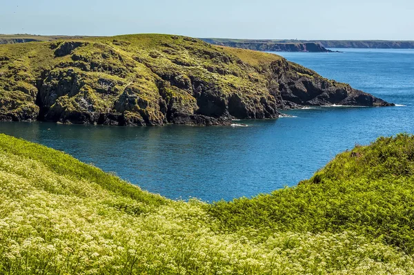 Uitzicht Zuidelijke Baai Van Skomer Island Broedplaats Voor Atlantische Papegaaiduikers — Stockfoto