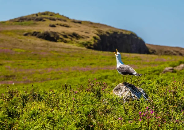 一只海鸥在斯库默岛上 大西洋海雀的繁殖地 从岩石的角度向他的羊群鸣叫 — 图库照片