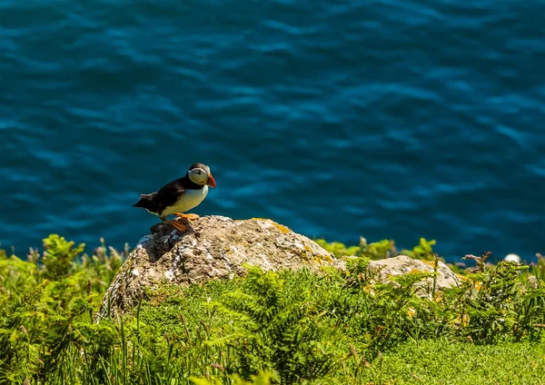 Frailecillo Posa Afloramiento Rocoso Sobre Mar Isla Skomer Caldo Cultivo —  Fotos de Stock