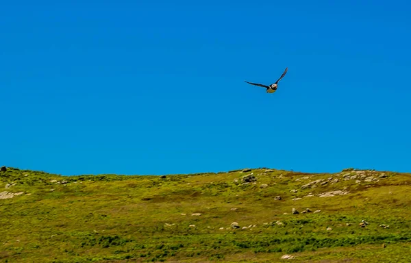 Puffin Soars Skomer Island Breeding Ground Atlantic Puffins Early Summer — Stock Photo, Image