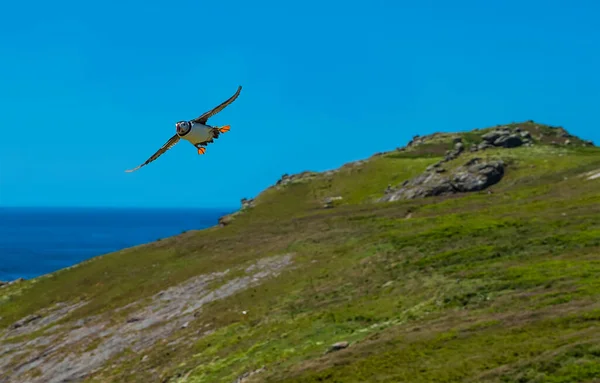 パフィンは初夏にスカマー島 大西洋パフィンの繁殖地 に着陸する準備をしている — ストック写真