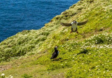 Başarılı bir martı dikey bir inişi yaz başında Skomer Adası 'na (Atlantik Martıları için üreme alanı) kolay gösterir.