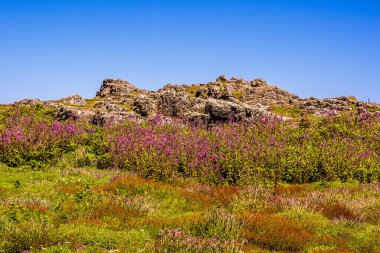 Yaz başında Skomer Adası 'nın (Atlantik Martıları için üreme alanı) kayalık arazisinin ortasında tam çiçek açan Campion çiçekleri