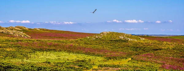 Uma Gaivota Voa Sobre Paisagem Carpete Campion Ilha Skomer Terreno — Fotografia de Stock