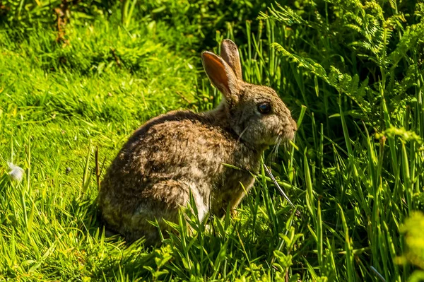 Kanin Väntar Det Långa Gräset Skomer Island Häckningsplats För Atlantpuffins — Stockfoto