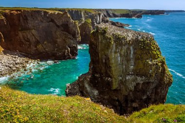 Yazın Galler 'in Pembrokeshire kıyısındaki bir koyda Razerbill martılarıyla dolu bir kaya yığını.
