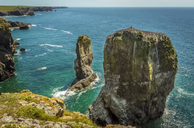 Bir çift kaya yığını, yazın Galler 'in Pembrokeshire kıyısındaki Raverbill Gulls' a üreme alanı sağlıyor.