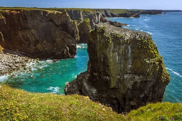 Rock Stack Populated Razerbill Gulls Cove Pembrokeshire Coast Wales Summer — Stock Photo, Image