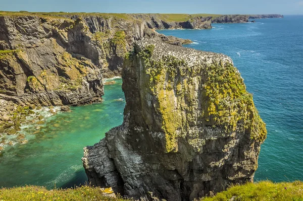 Stack Rocks Con Una Colonia Guillemots Sulla Costa Del Pembrokeshire — Foto Stock