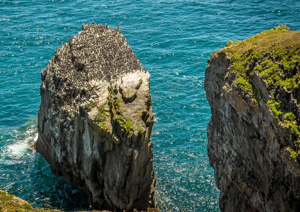 Stack Rocks Предоставляет Охраняемое Место Гнездования Колонии Гиллемотов Побережье Пемброкшир — стоковое фото