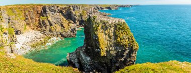 Guillemot kolonisi, Pembrokeshire sahilindeki Stack Rocks 'un tepesinde, yazın başında Galler' de Castlemartin yakınlarında.