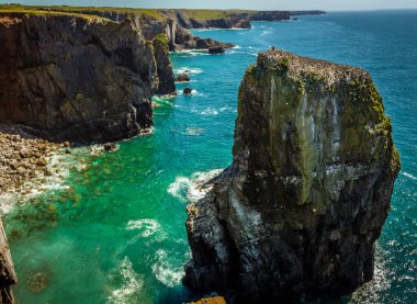 Stack Rocks 'lardan biri yaz başında Galler' in Pembrokeshire sahilinde Guillemnots için bir yuva sağlar.