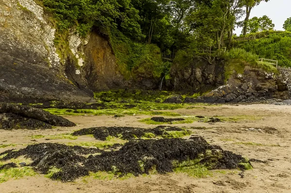 Zeewier Watervallen Bossen Het Glen Strand Saundersfoot Wales Zomer — Stockfoto