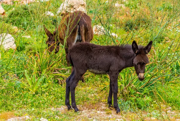 Asini Selvatici Karpass Vagano Liberamente Sulla Penisola Karpass Cipro Del — Foto Stock