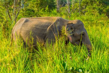 Bir fil Sri Lanka 'da uzun otların arasında hareket eder.