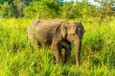 Sri Lanka 'da uzun otların arasında duran bir fil.