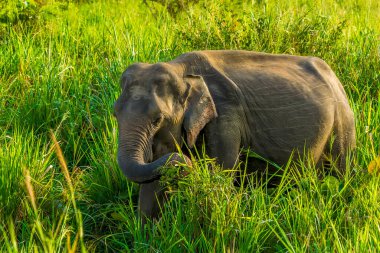 Sri Lanka 'da uzun otları yiyen bir fil