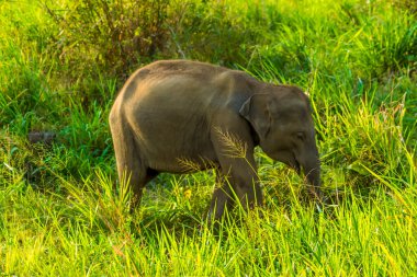Yavru bir fil Sri Lanka 'da çalıların arasında yavaşça hareket eder.
