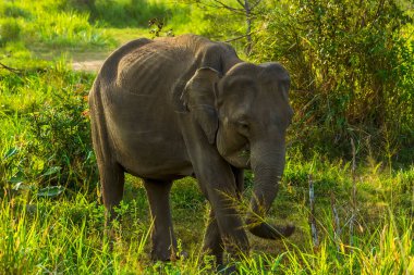 Sri Lanka 'da çalılıklardan bir fil çıkar.