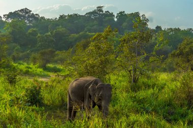 Sri Lanka 'da doğal ortamında bir fil