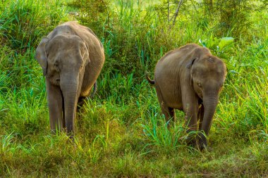 Anne ve bebek filler Sri Lanka 'da çalılıklarda gezinirler. 