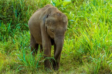 Yavru bir fil Sri Lanka güneşinin tadını çıkarıyor