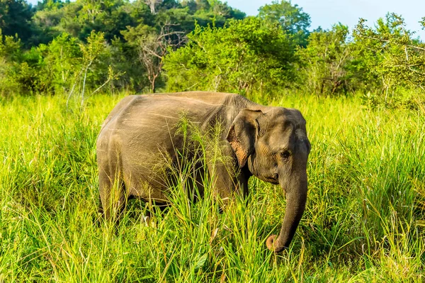 Słoń Wyłania Się Wysokiej Trawy Sri Lance — Zdjęcie stockowe