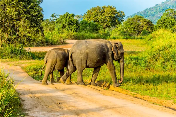Mother Baby Elephant Crossing Trail Sri Lanka — Stock Photo, Image