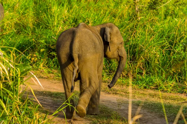 Elefante Bebé Sale Por Una Pista Después Madre Sri Lanka — Foto de Stock