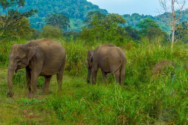 Sri Lanka 'daki çalılıklardan bir fil ailesi doğar.