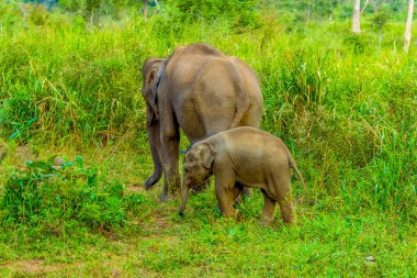 Anne ve bebek filler Sri Lanka 'da çalılıklarda gezinirler.