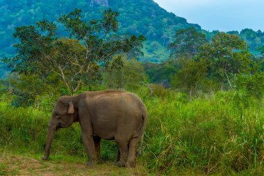 Sri Lanka 'da çalılıkların yanında yalnız bir fil.