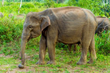 Sri Lanka 'daki doğal ortamında bir Asya fili.