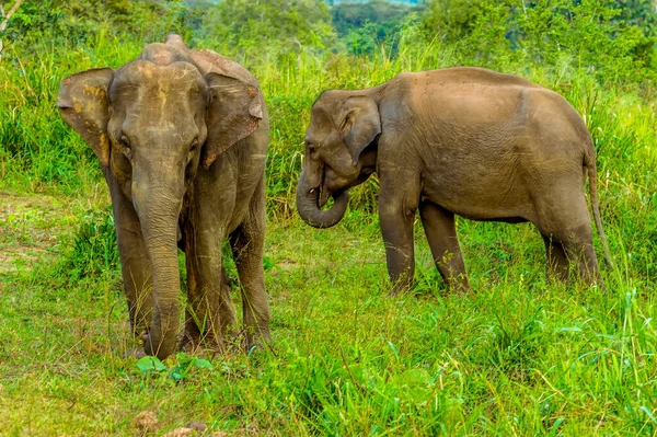 Wilde Olifanten Snuffelen Rond Voor Voedsel Het Kreupelhout Sri Lanka — Stockfoto