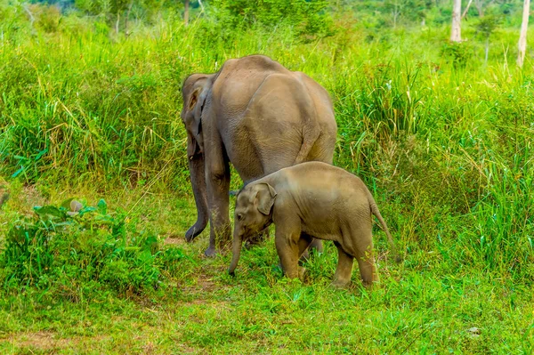 Anne ve bebek filler Sri Lanka 'da çalılıklarda gezinirler.