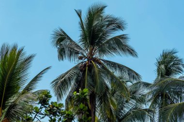 Dambulla, Sri Lanka yakınlarında Hindistan cevizi meyveli palmiye ağaçları.