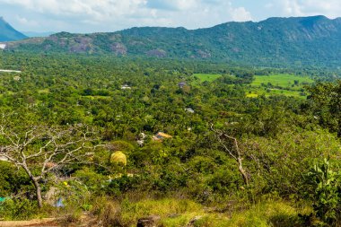 Dambulla, Sri Lanka 'daki mağara tapınaklarına giden yolun manzarası.