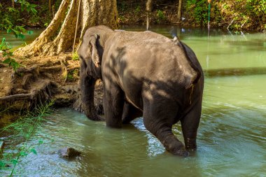 Sigiriya, Sri Lanka 'nın kayalık kalesinin yakınındaki bir nehirde mutlu bir şekilde oynayan bir fil görülüyor.