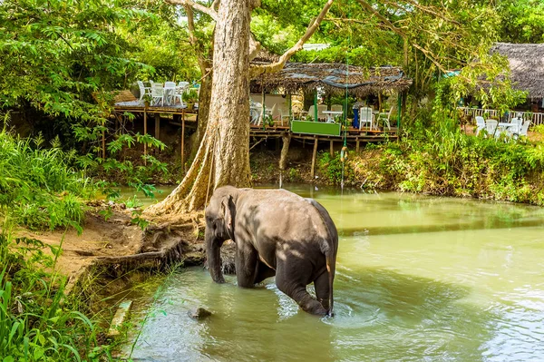 Elefante Enfría Río Cerca Fortaleza Rocosa Sigiriya Sri Lanka — Foto de Stock